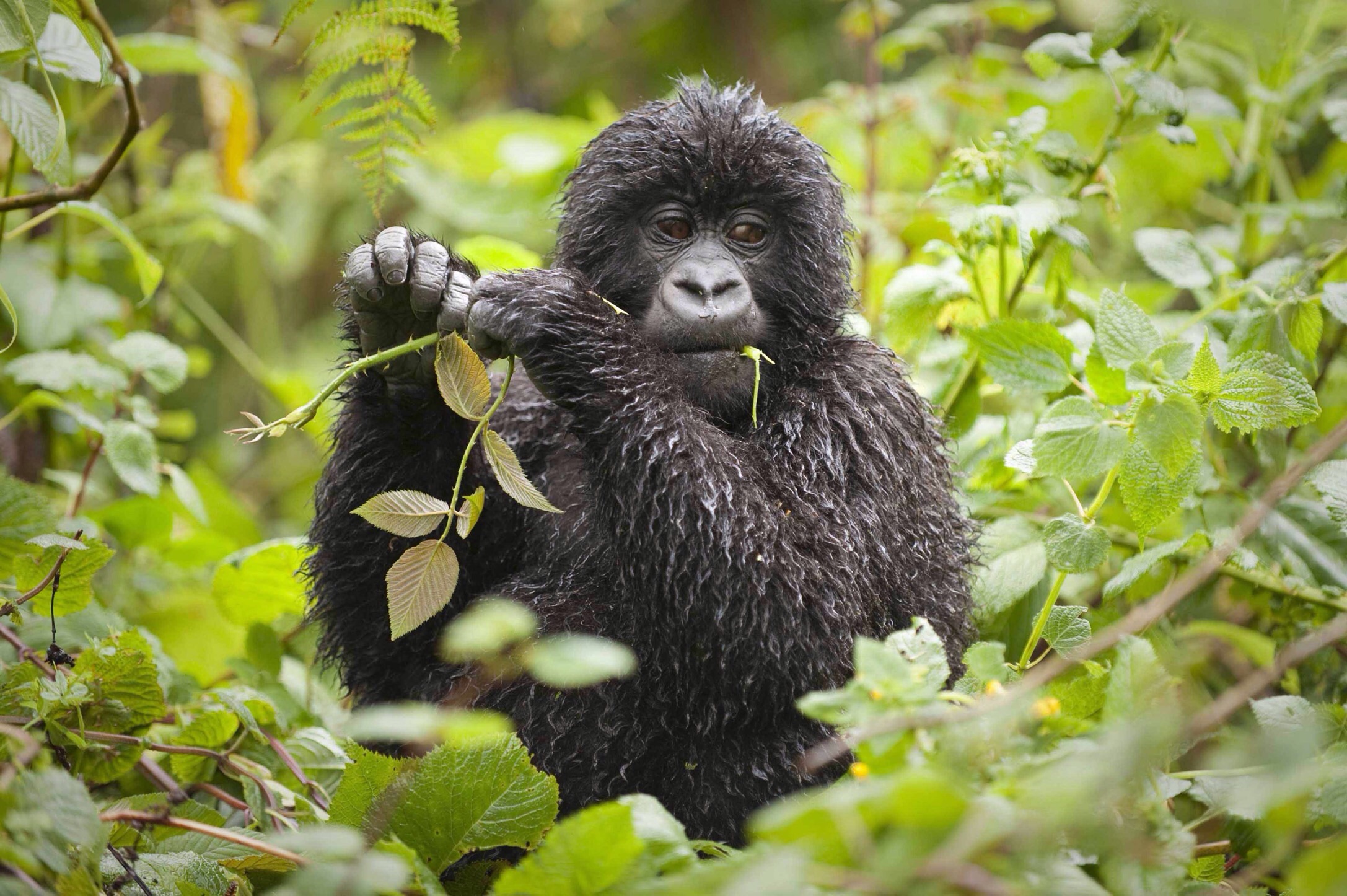 Gorilla trekking