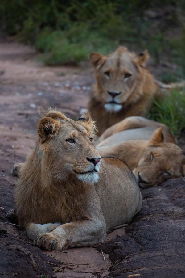 Senalala Safari Lodge @ R7500 pppn - Image 3