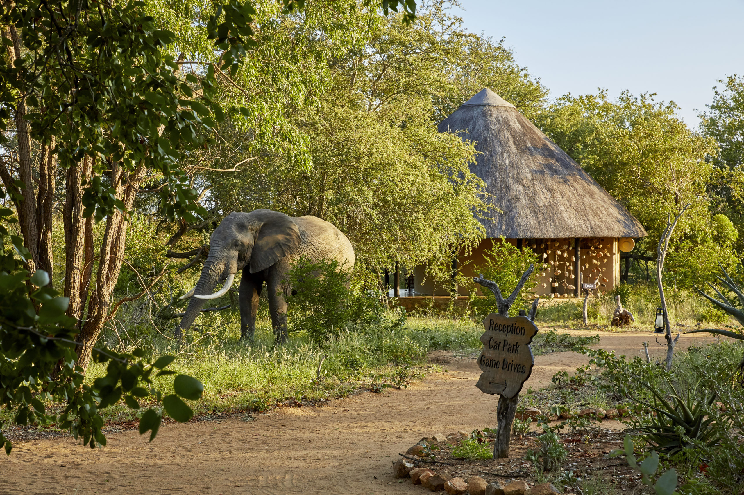 Motswari Private Game Reserve Special - Image 6