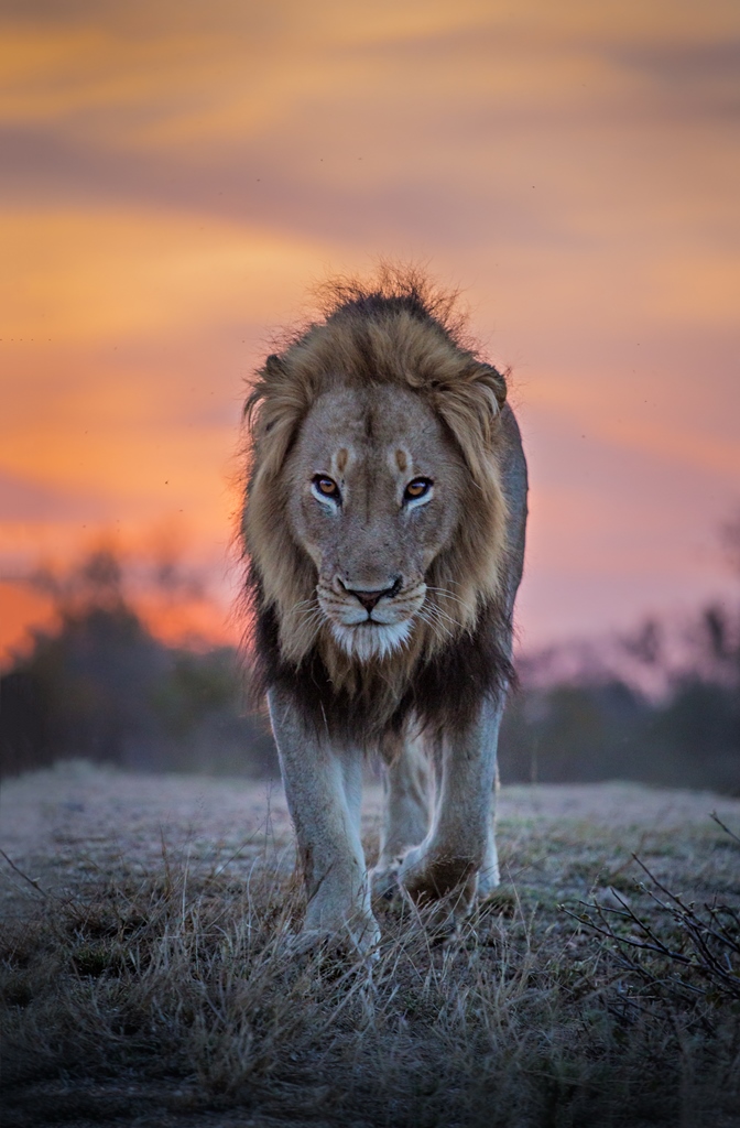Motswari Private Game Reserve Special - Image 3