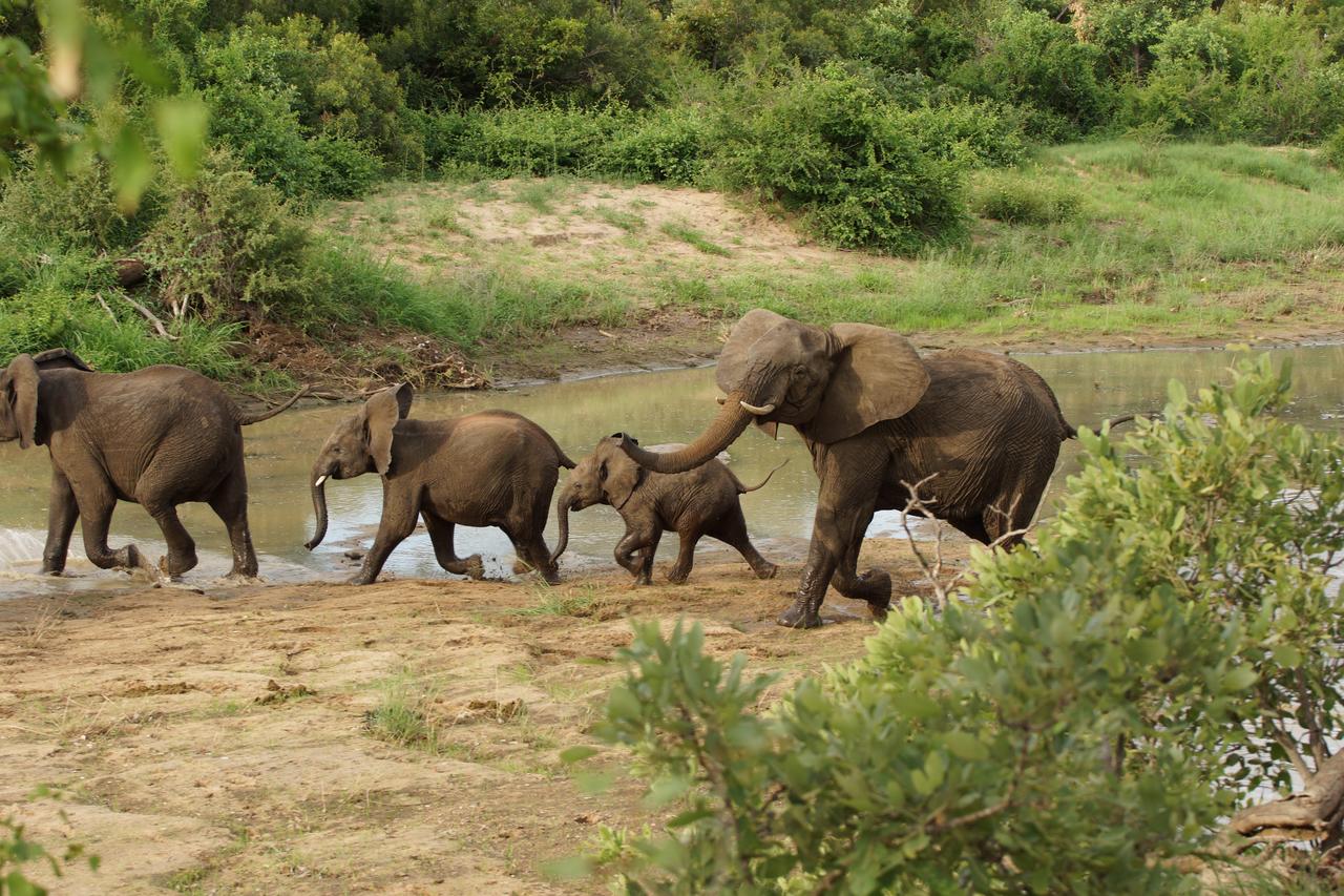 Senalala Safari Lodge @ R7500 pppn - Image 5