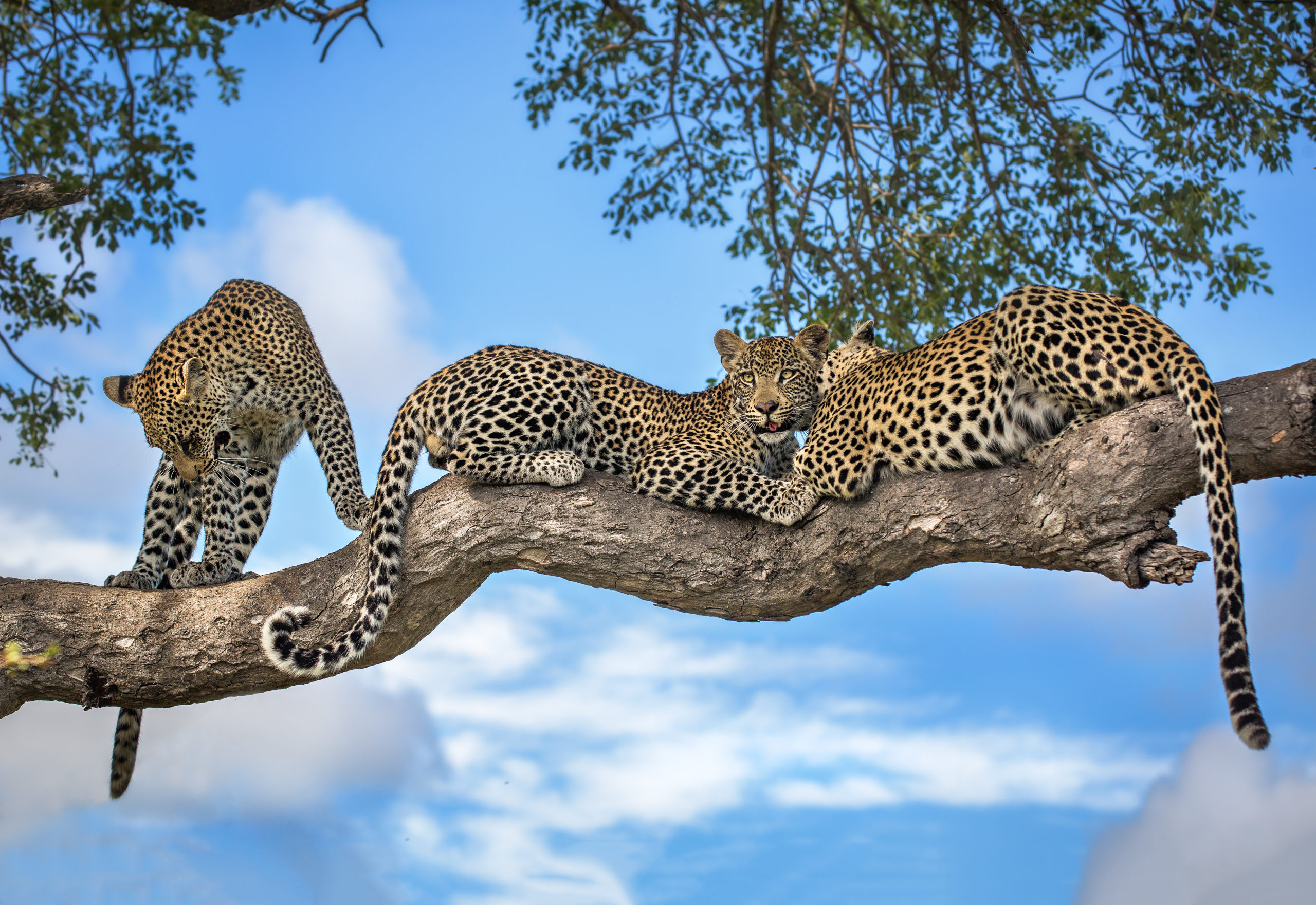 Motswari Private Game Reserve Special