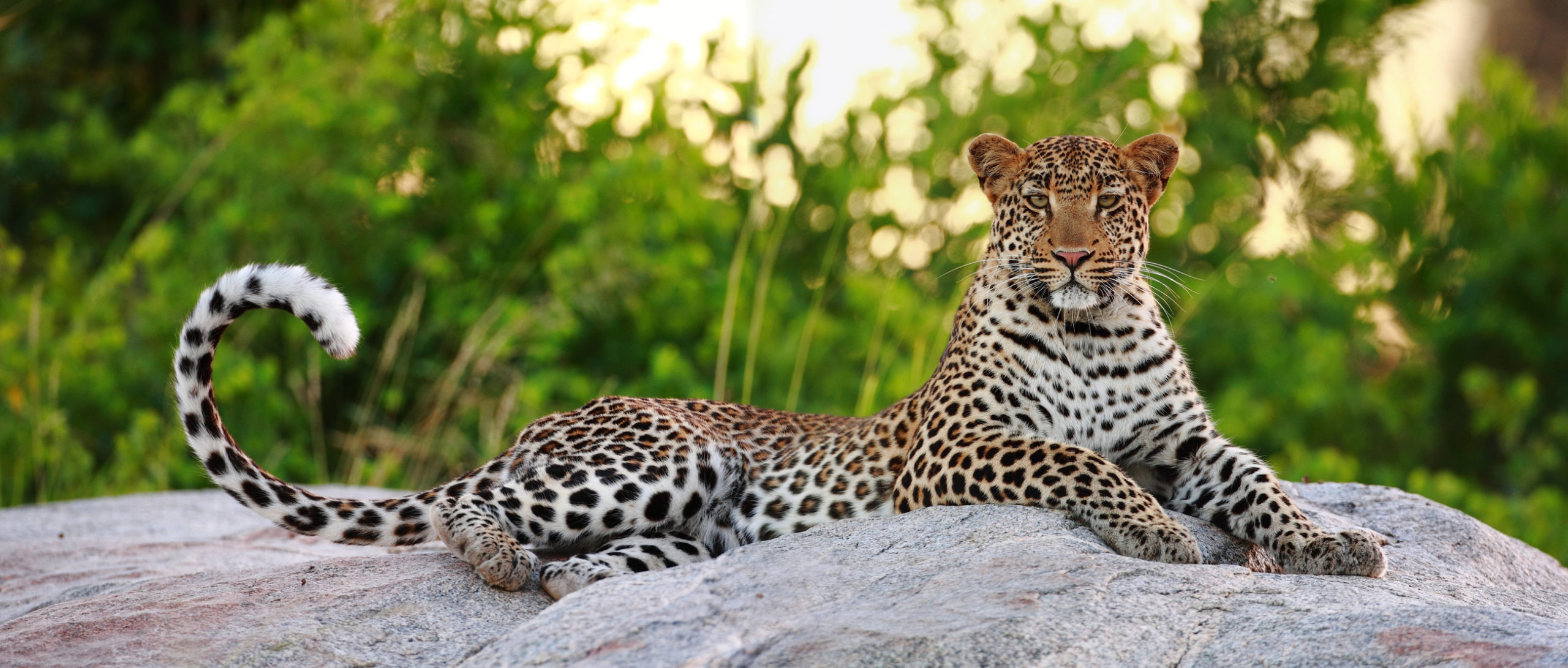 Motswari Private Game Reserve Special - Image 10
