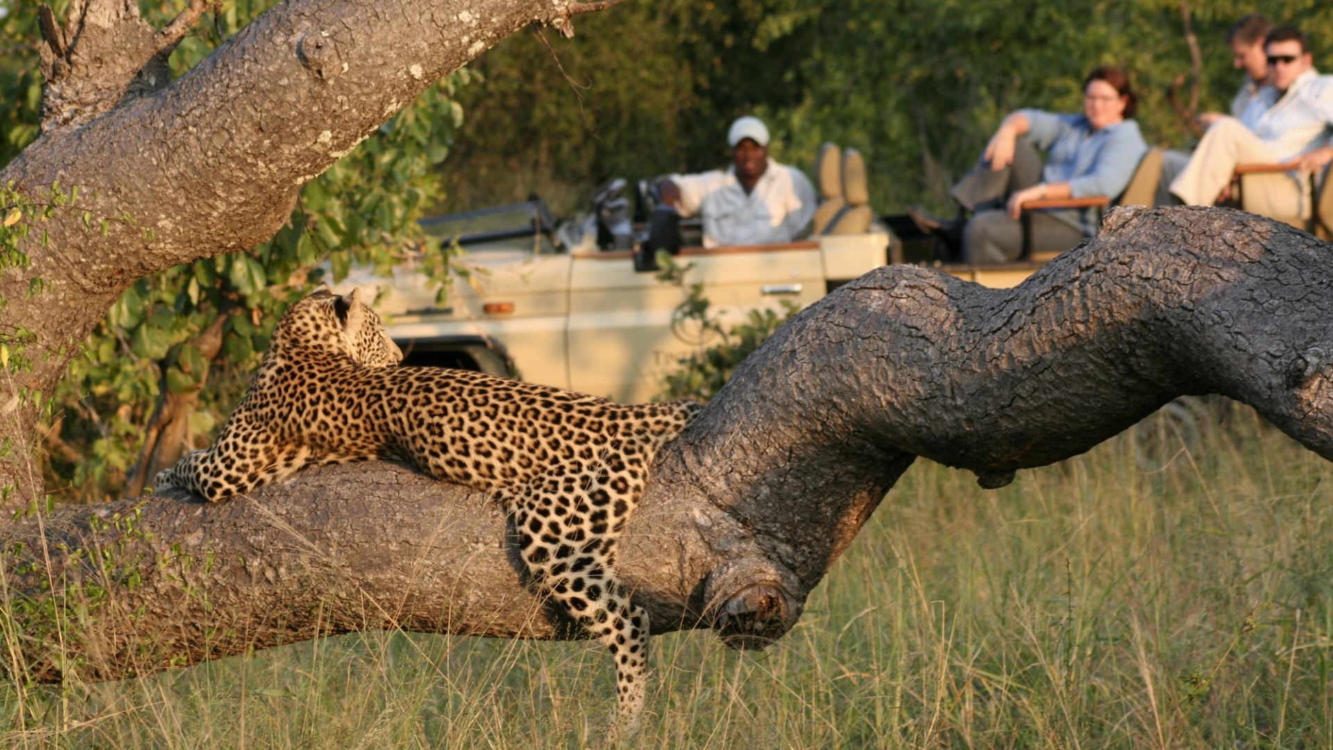 Tintswalo safari lodge fly in special - Image 4
