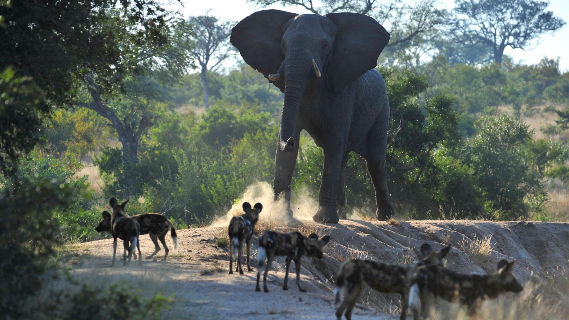Tintswalo safari lodge fly in special