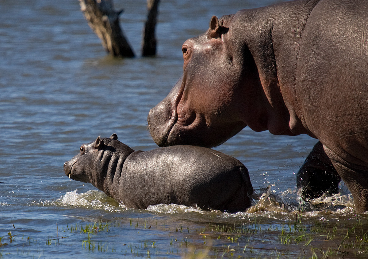 Mjejane river Lodge - Image 4