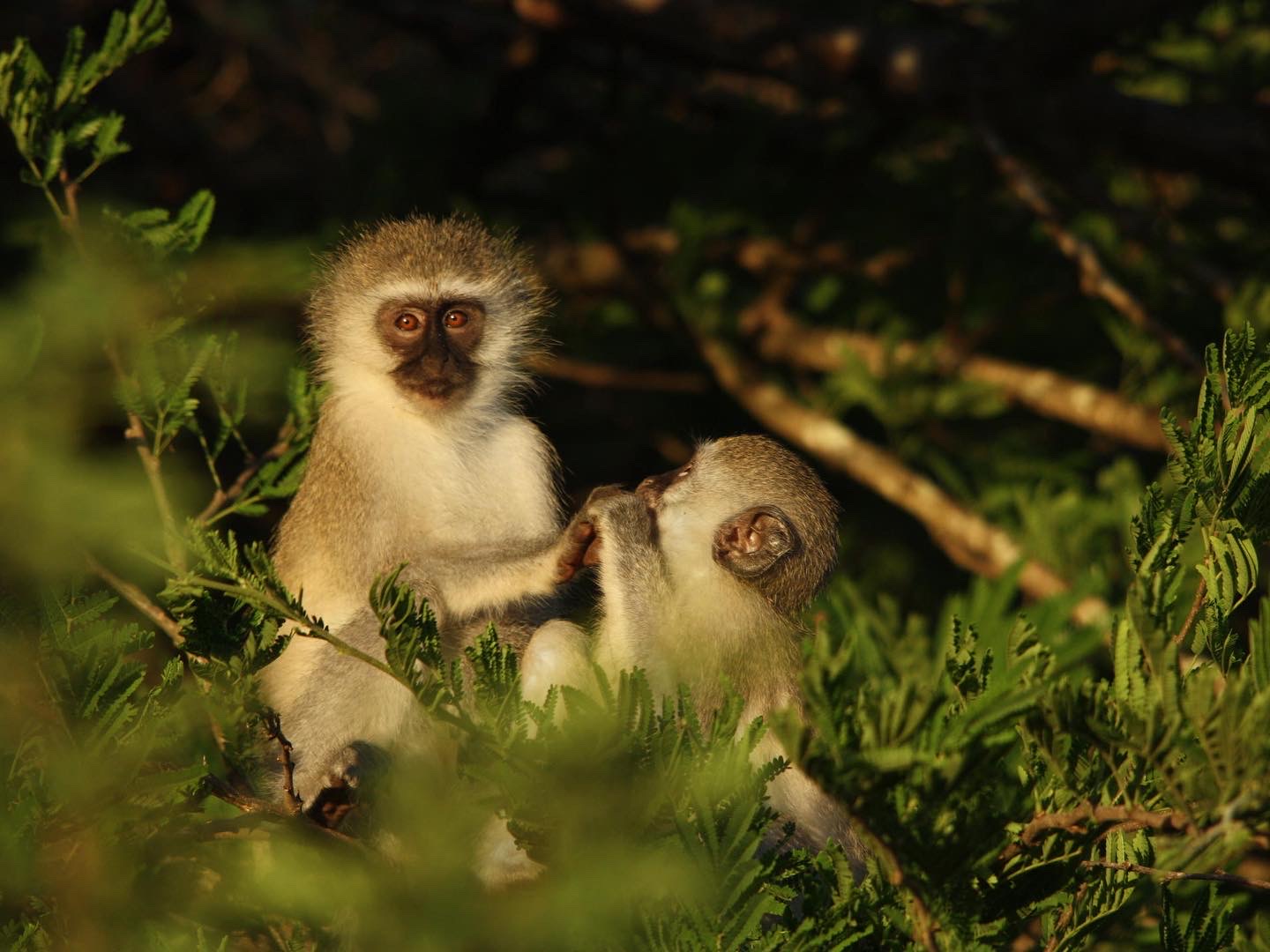 Makakatana Bay Lodge - last minute rates - Image 8