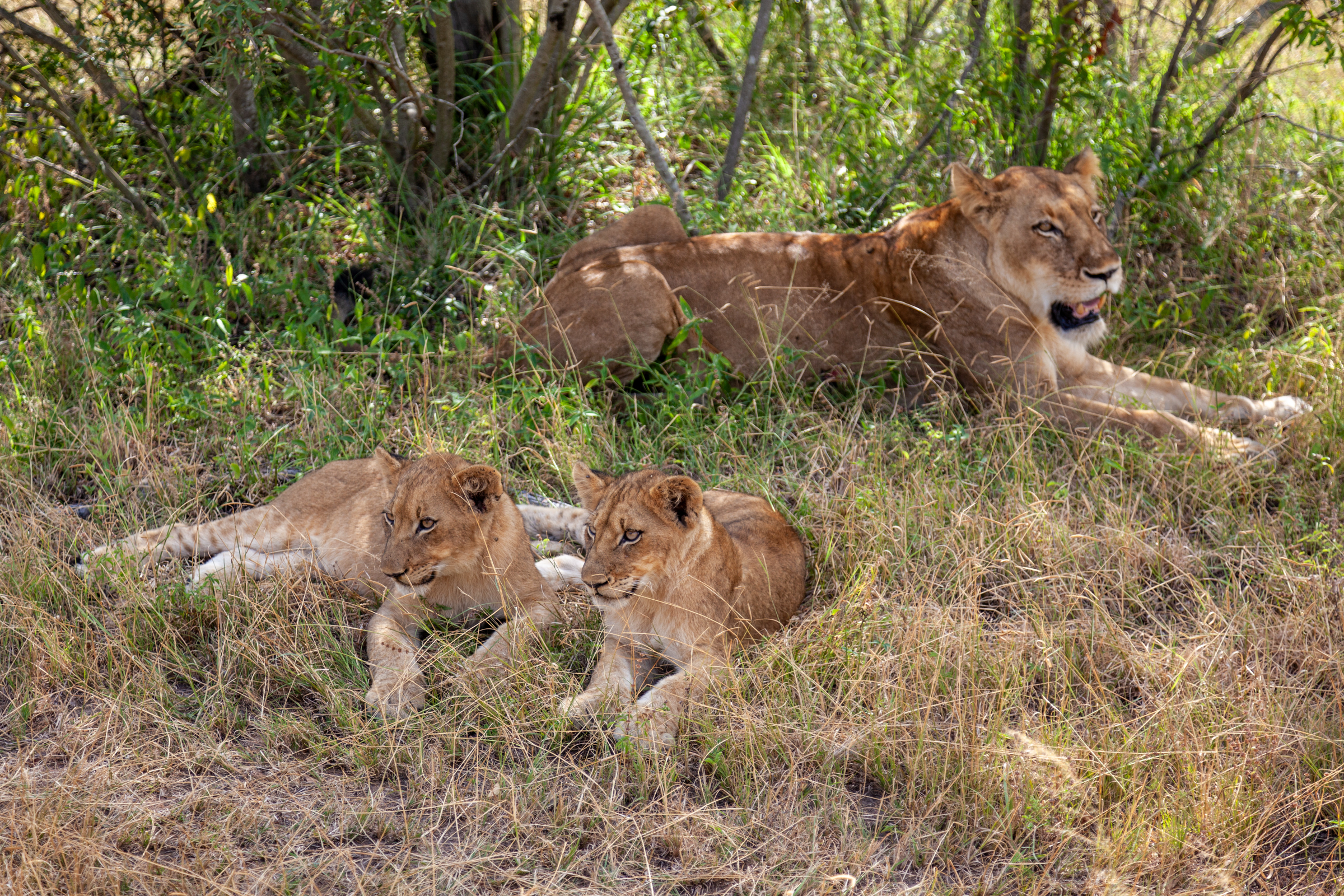 Kings Camp and Leopard Hills 6 night special - Image 2
