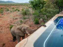 Madikwe Hills and Leopard Hills 6 night special