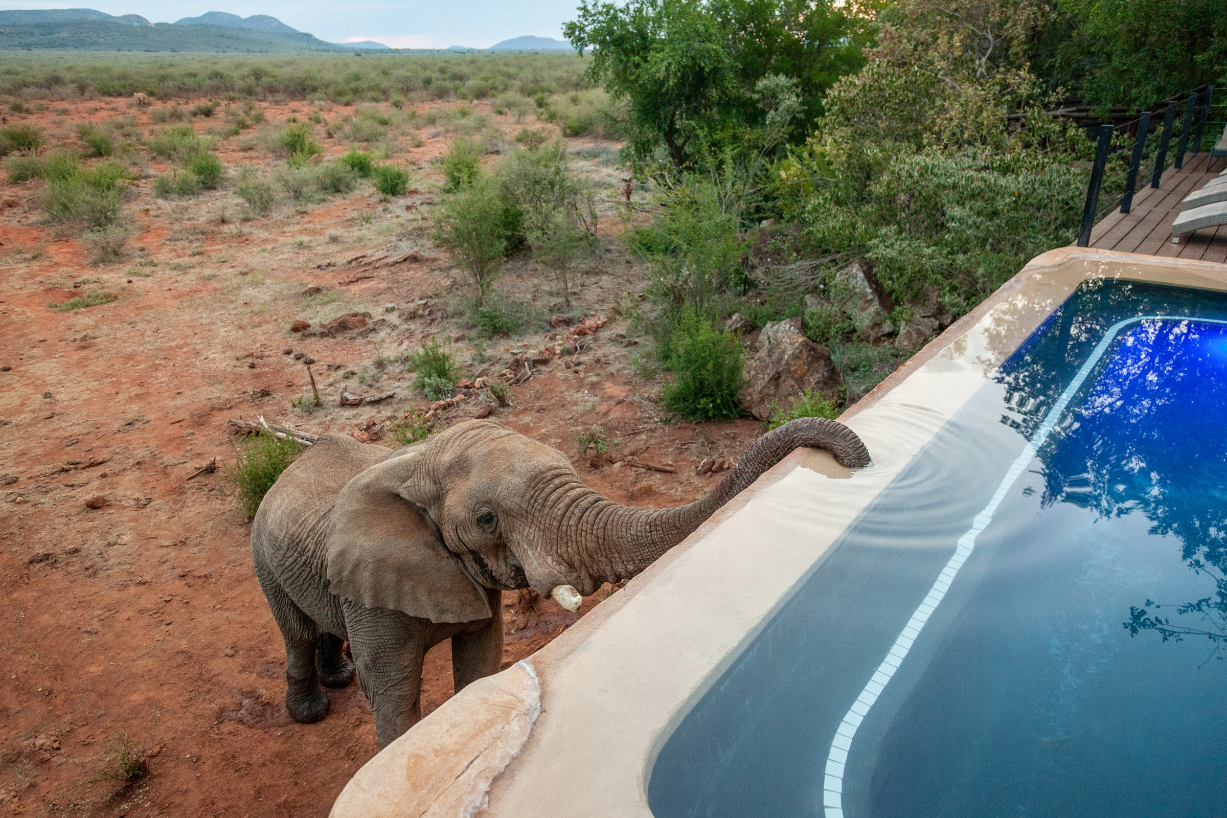 Madikwe Hills and Leopard Hills 6 night special