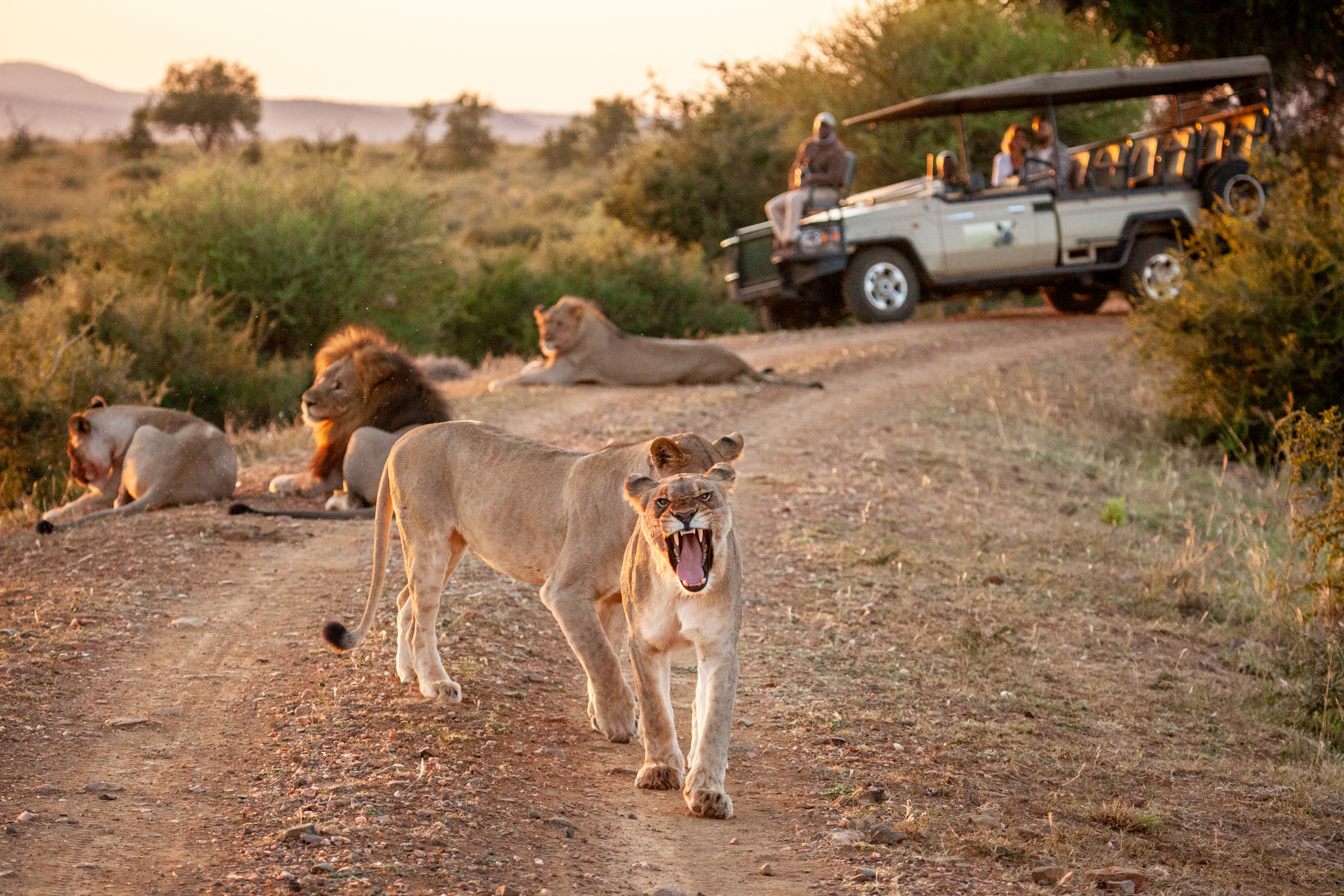 Madikwe Hills and Leopard Hills 6 night special - Image 5