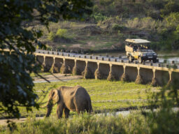 Elephant Walk tented camp - 3 night special