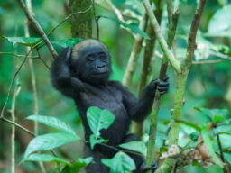 8 night Sette Cama Gabon package