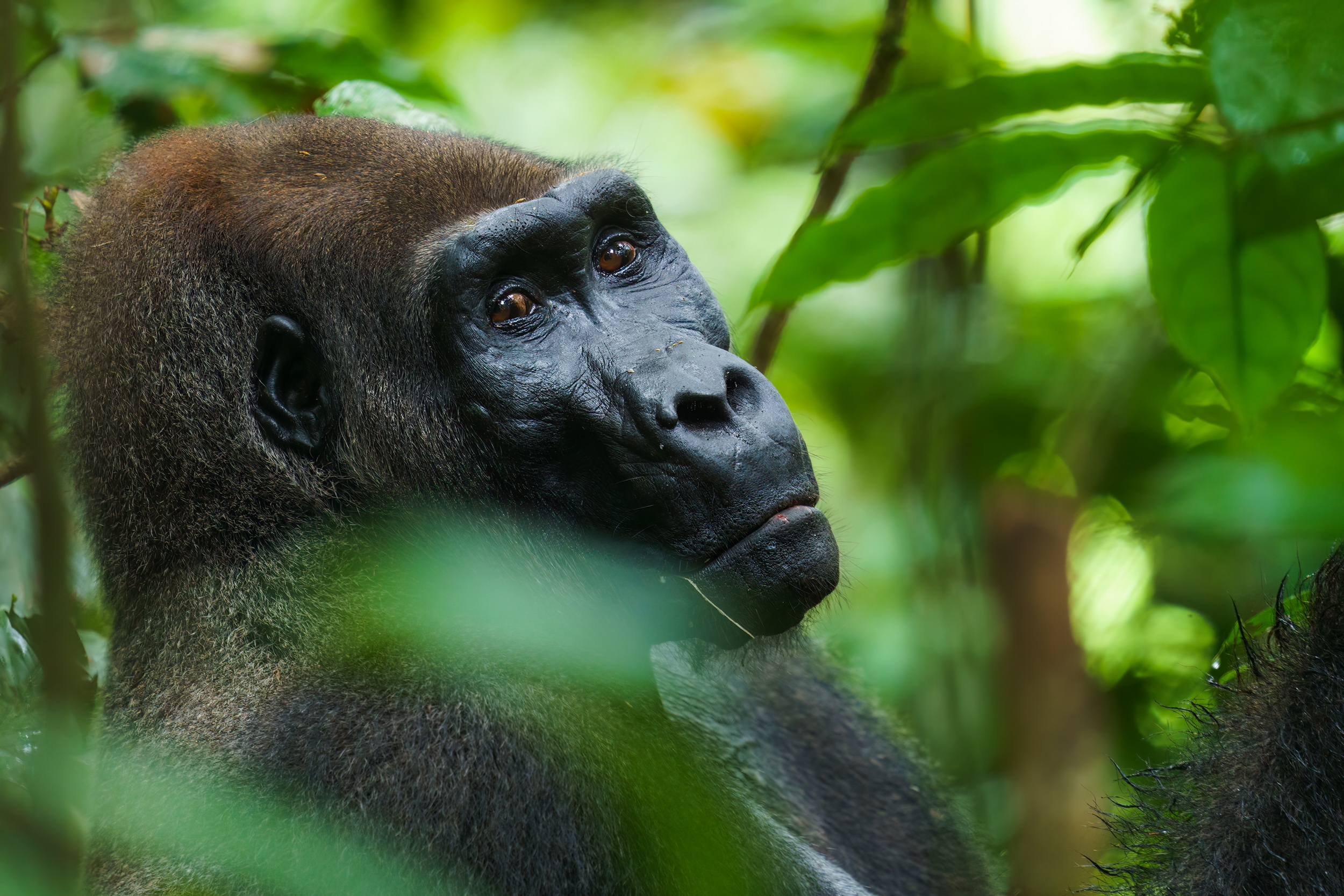8 night Sette Cama Gabon package - Image 7